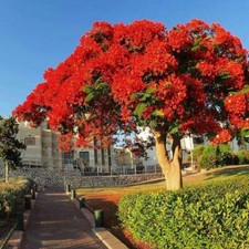 Delonix regia, Árbol de Fuego, Extravagante, Poinciana Real See ds