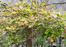 EUPHORBIA BONGOLAVENSIS exotic rare succulent cactus cacti plant seed  -5 SEEDS