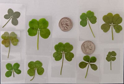 10 Real/Genuine  4-Leaf Clovers-Laminated-2026 Prom, Graduation Luck