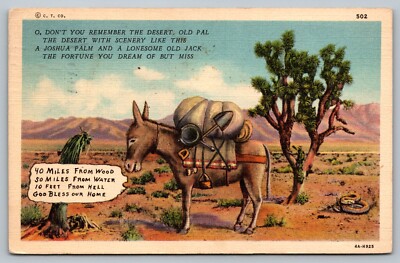 Postcard Donkey Talking To Joshua Palm Treen Cactus Mule Mining Gold Rush Snake