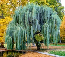Weeping Willow Tree Cuttings to Plant - Fast Growing Trees - Beautiful Arching C
