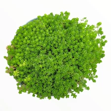 Sedum acre Succulent Plant