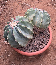 FEROCACTUS GLAUCESCENS INERMIS (2 TESTE) - CACTUS - DIAM 20 -  H 10 CM