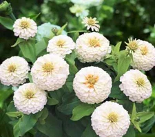 250+ POLAR BEAR ZINNIA SEEDS NON - GMO FRESH FOR YOUR FLOWER GARDENS