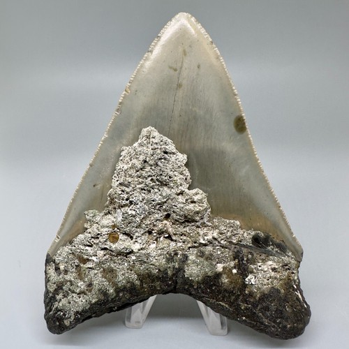 Nice Looking Decently Serrated 4.48" Fossil MEGALODON Shark Tooth - USA - Picture 2 of 7