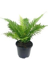Silver Lady Tree Fern - Live Plant in a 6 Inch Growers Pot - Blechnum Gibbum...