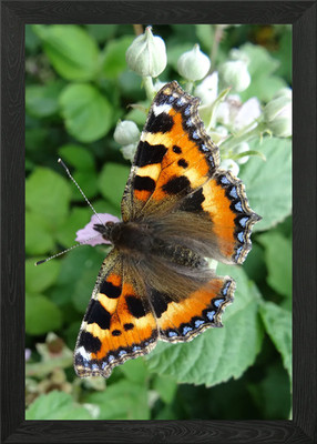 Ein kleiner Schildpatt Schmetterling. Ag gerahmtes Wandbild Poster Leinwanddruck Bild