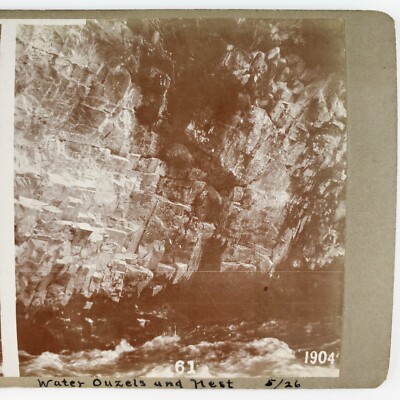 Water Ouzel American Dipper Stereoview c1904 Banff Park Bird's Nest Photo B2081