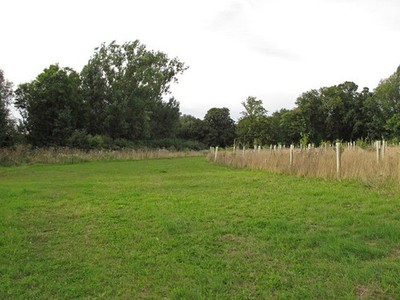 Photo A3 Newly planted trees, near Flitch Way, Great Dunmow Saplings wit c2013