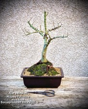 Acer palmatum „Mikawa Yatsubusa“ - Japanischer Fächerahorn BONSAI