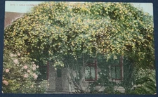 Ophir Roses, Pasadena, CA Postcard