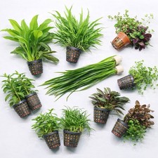 Aquarium Plants 6 Pack of Plants RANDOM BUNDLE