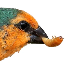 Predator Foods Bulk Live Giant Worms 1.25-1.75 in - (50-5000 Count)