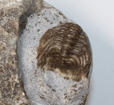 Trilobit, Kettneraspis crenata angelini, Silur, Gotland, Djupvik, Schweden-c288