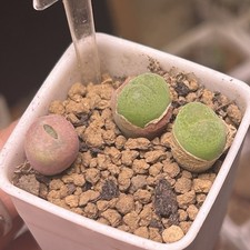 Exact Plant，3pcs Conophytum Subfenestratum，Succulent Plant