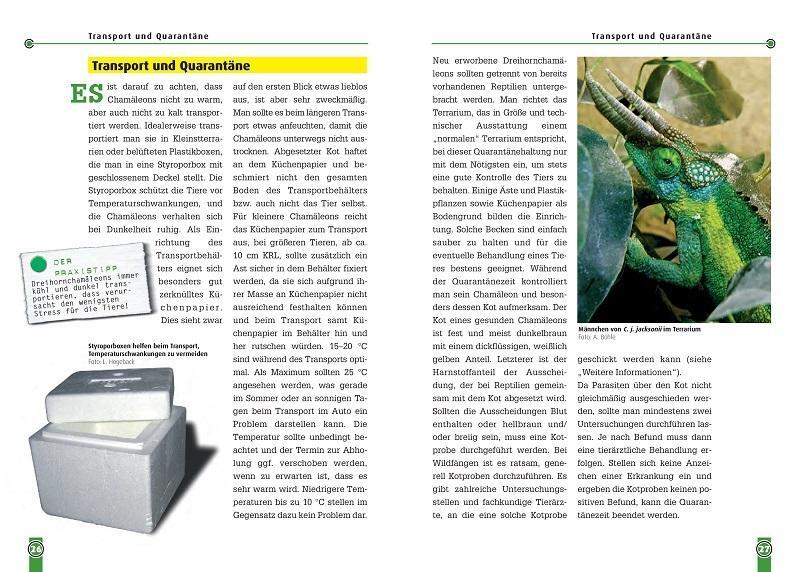 Thumbnail - Jacksons Dreihornchamäleon Andreas Böhle