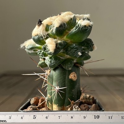 4-1058 Cactus retusus x agavoides, grafted