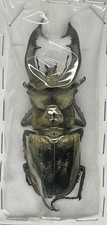 Lucanus lunifer lunifer | Nepal | 79-80mm | EXTRA LARGE Wild Specimen | Rare