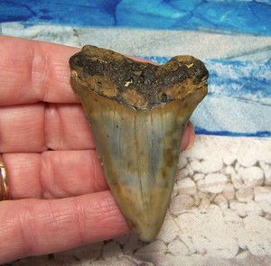 Mako Shark Jaw | eBay