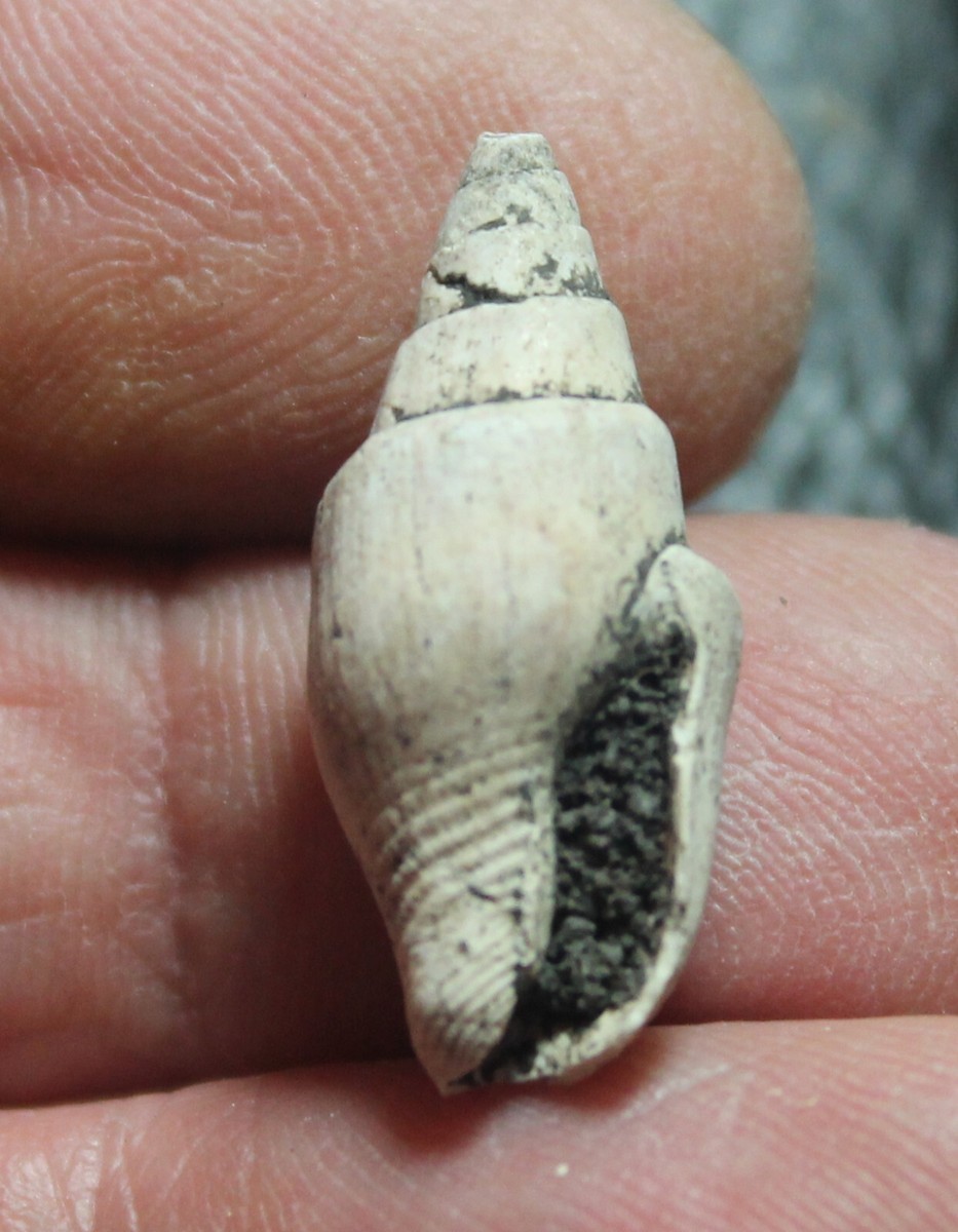 Pyrene polonica - Miocene Badenian fossil shell, fm. Columbellidae