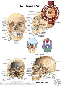 Skull Anatomy Chart