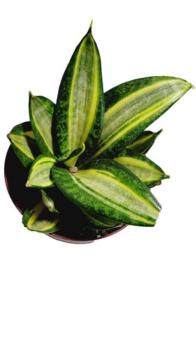 sansevieria 150 cm Snake Plant main image 0