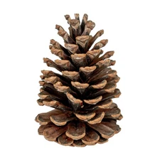 Natural Pine Cones – Set of 15 Small 3"– 4" Real Loblolly Pinecones for Craft...