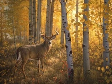 DEER ART PRINT Whitetail in Aspens by Greg Alexander Wildlife Buck Poster 11x14