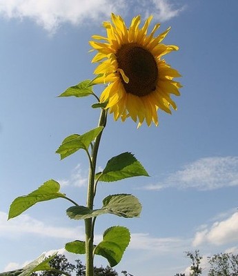 super Blumen SAMEN RIESEN SONNENBLUME im Garten bis 8 Meter im Extremfall