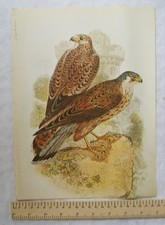Vogeldrucke aus der Vergangenheit Nr. 6 - Turmfalke