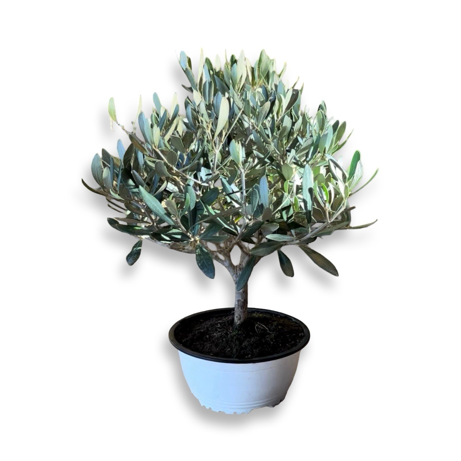 Ciotola bonsai Di olivo CERTIFICATA ulivo olea europea vaso 17