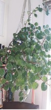Two Swedish Ivy Cuttings Houseplant Evergreen, Any Room Aproxi 8cm 