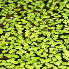 Duck Weed Starter Pack
