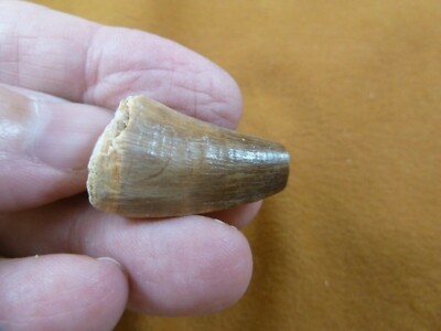 (DF233-117) 1'' Fossil MOSASAURUS Dinosaur tooth Mosasaur dino dig fossil teeth