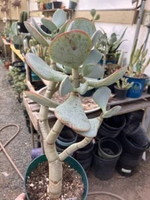 Crassula arborescens Silver Dollar Succulent 14”Tall #15R