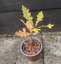 QUERCUS ROBUR ENGLISH OAK Tree seedling 1 LITRE POT.