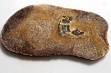 Agatized, Fossilized Whale bone for display, cabbing, 143gr