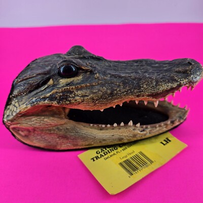 Vtg. American Alligator Head 7'' Gator Daves Taxidermy Tag [bent]
