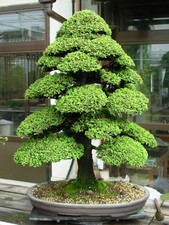 Japanese Cedar Seeds - Cryptomeria japonica - 20 Seeds -