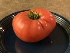 60 Pink Brandywine tomato seeds Sudduths strain beefsteak type heirloom