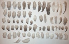 66 Taubenfedern Basteln