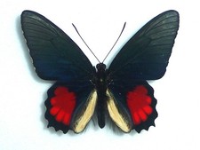 FANTASTIC PARIDES ORELLANA  MALE PAPILIONIIDAE PAPILIONIDAE ECUADOR