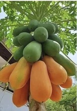 30 Fresh Red Lady Papaya Seeds, Organic Seeds, Easy To Grow