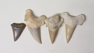 4er Set Haizähne Fossil Marokko USA ca. 2 Millionen Jahre alt