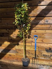 Malus x Zumi Golden Hornet Crab Apple Tree 5-6ft in