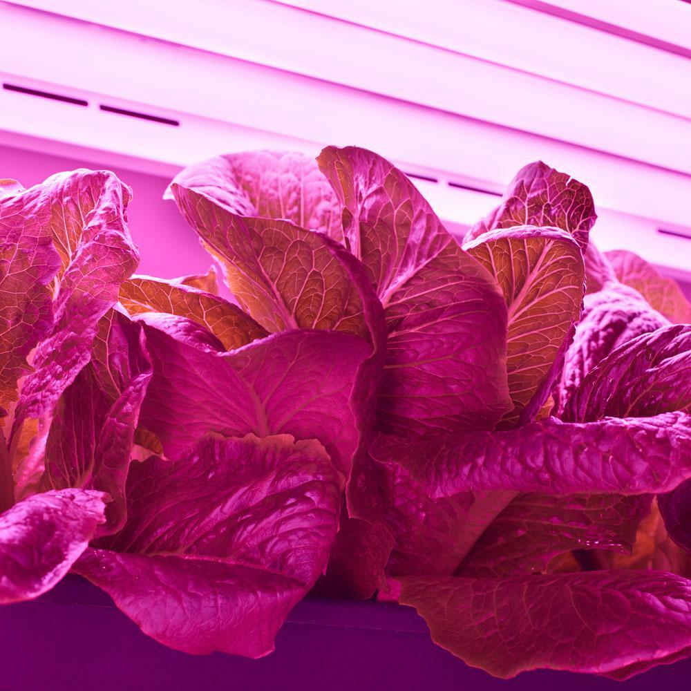 Toggled 16-Watt Linear Grow Light T8 LED Light Bulb
