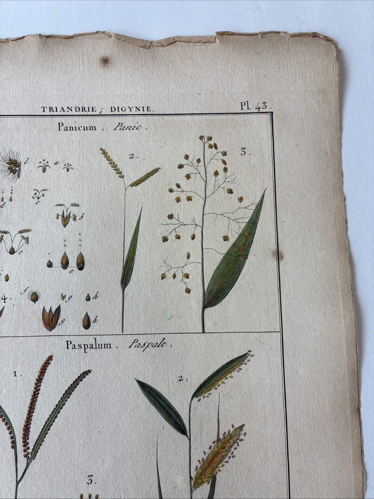 Lamarck Botanical Print Histoire Naturelle, Botanique Hand Colored Book Plate 43