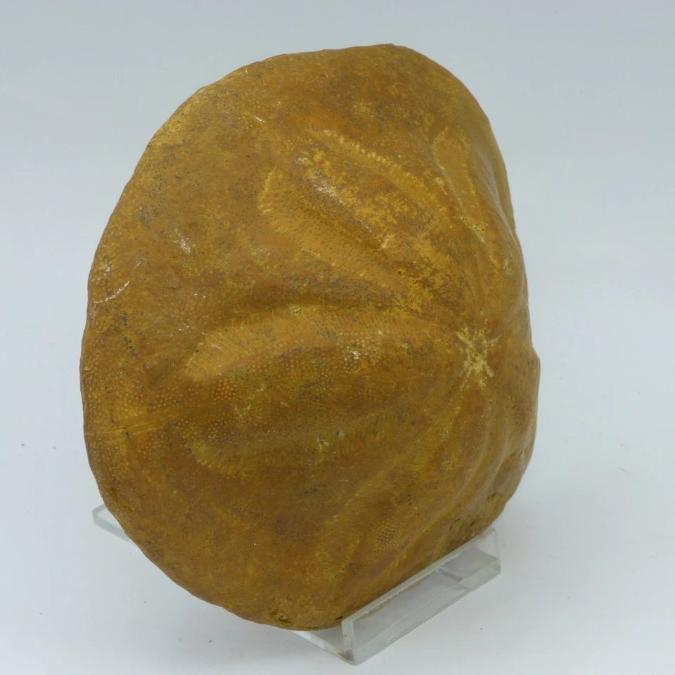 Erizo de mar Clypeaster fósil grande cúpula alta S. Italia Mioceno + soporte de exhibición Foto 2 de 4