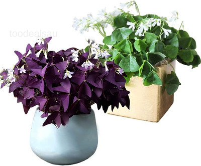 30pcs Mix Oxalis Triangularis Bulbs Purple and Green Shamrocks Green,Purple