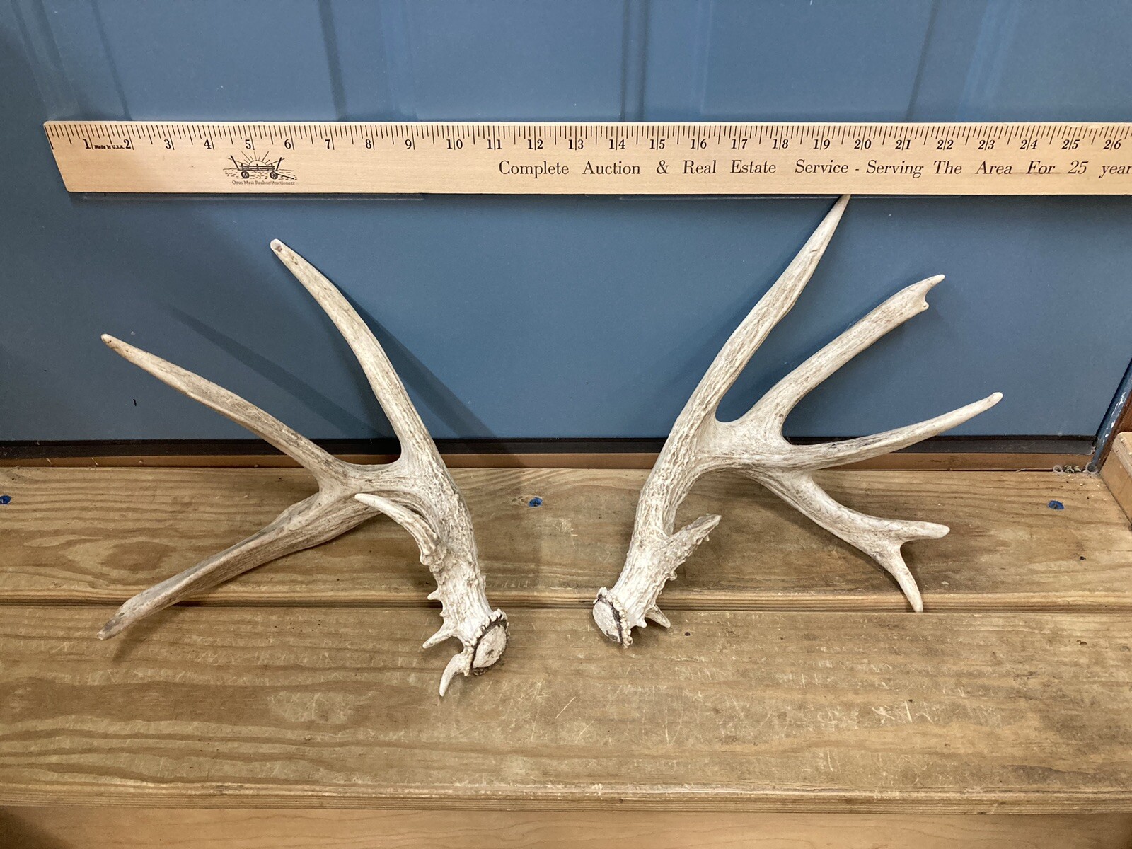 whitetail deer antlers for sale eBay